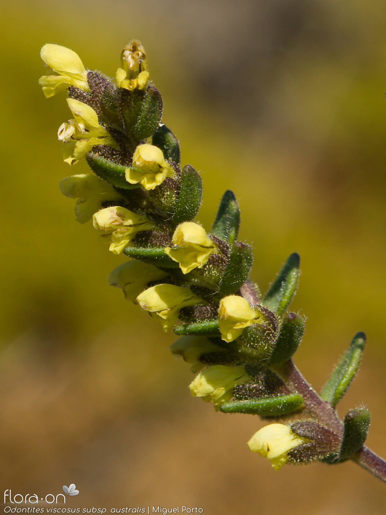 Odontites viscosus australis - Flor (geral) | Miguel Porto; CC BY-NC 4.0