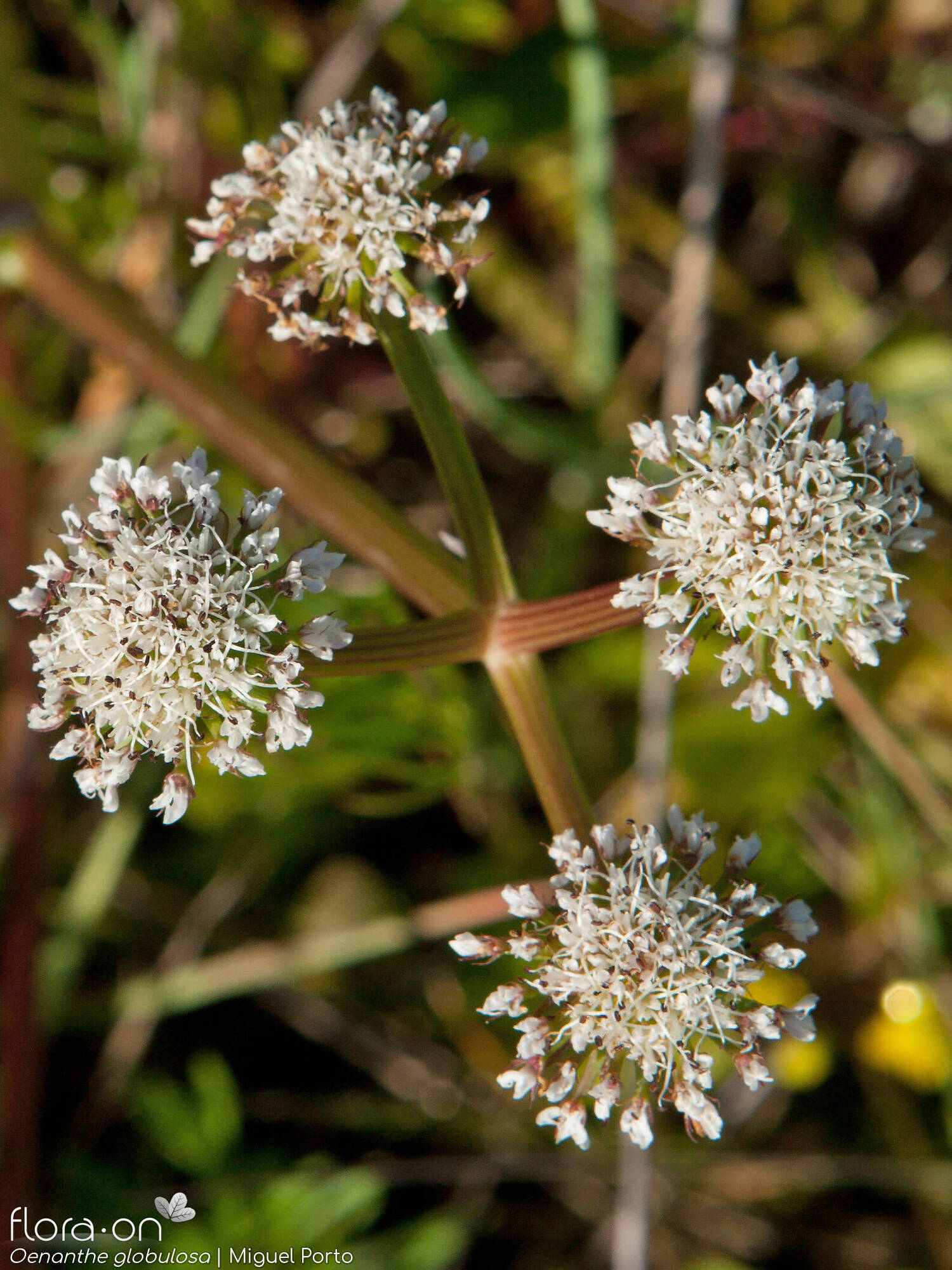 Oenanthe globulosa - Flor (geral) | Miguel Porto; CC BY-NC 4.0