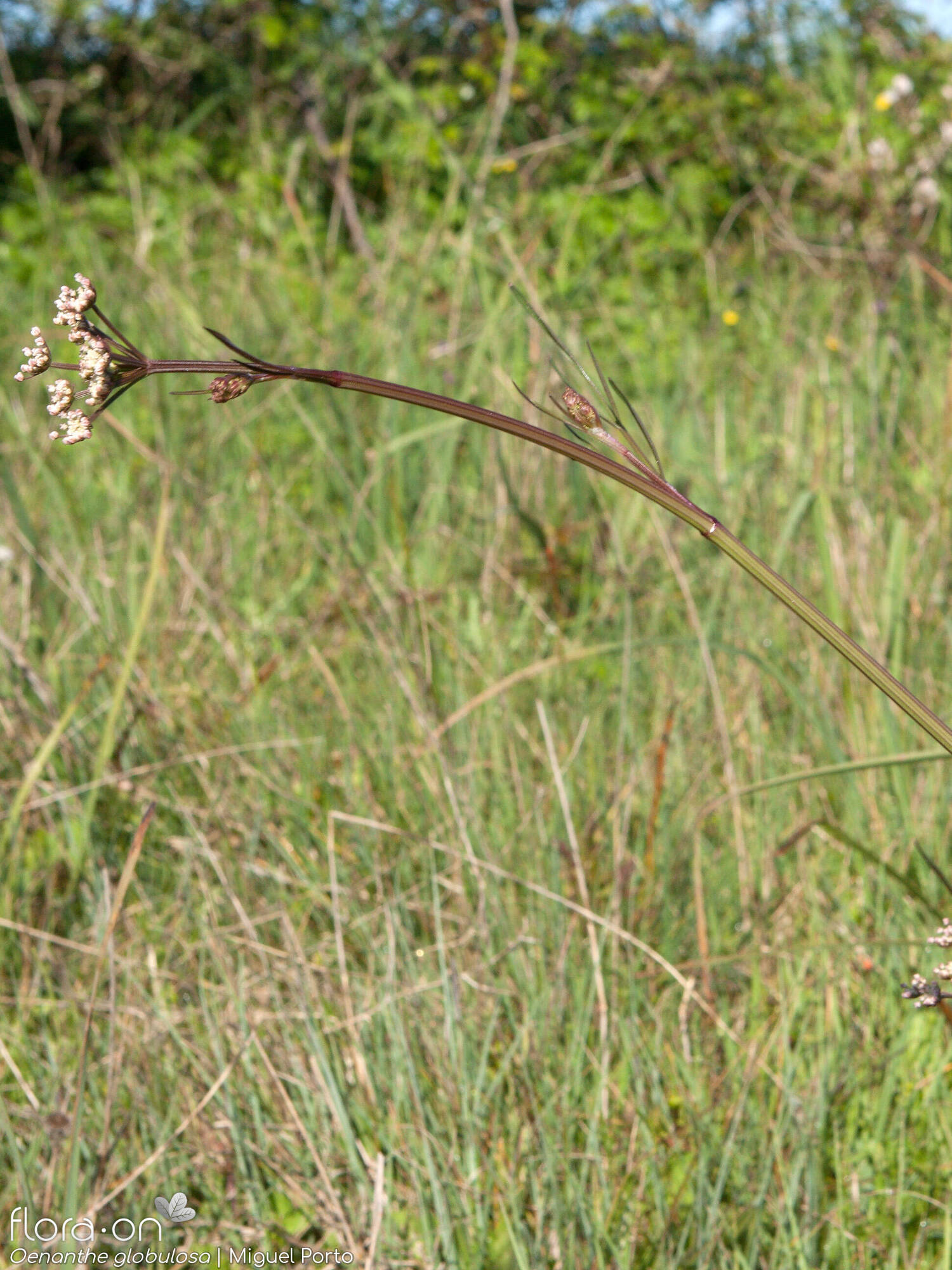 Oenanthe globulosa - Hábito | Miguel Porto; CC BY-NC 4.0