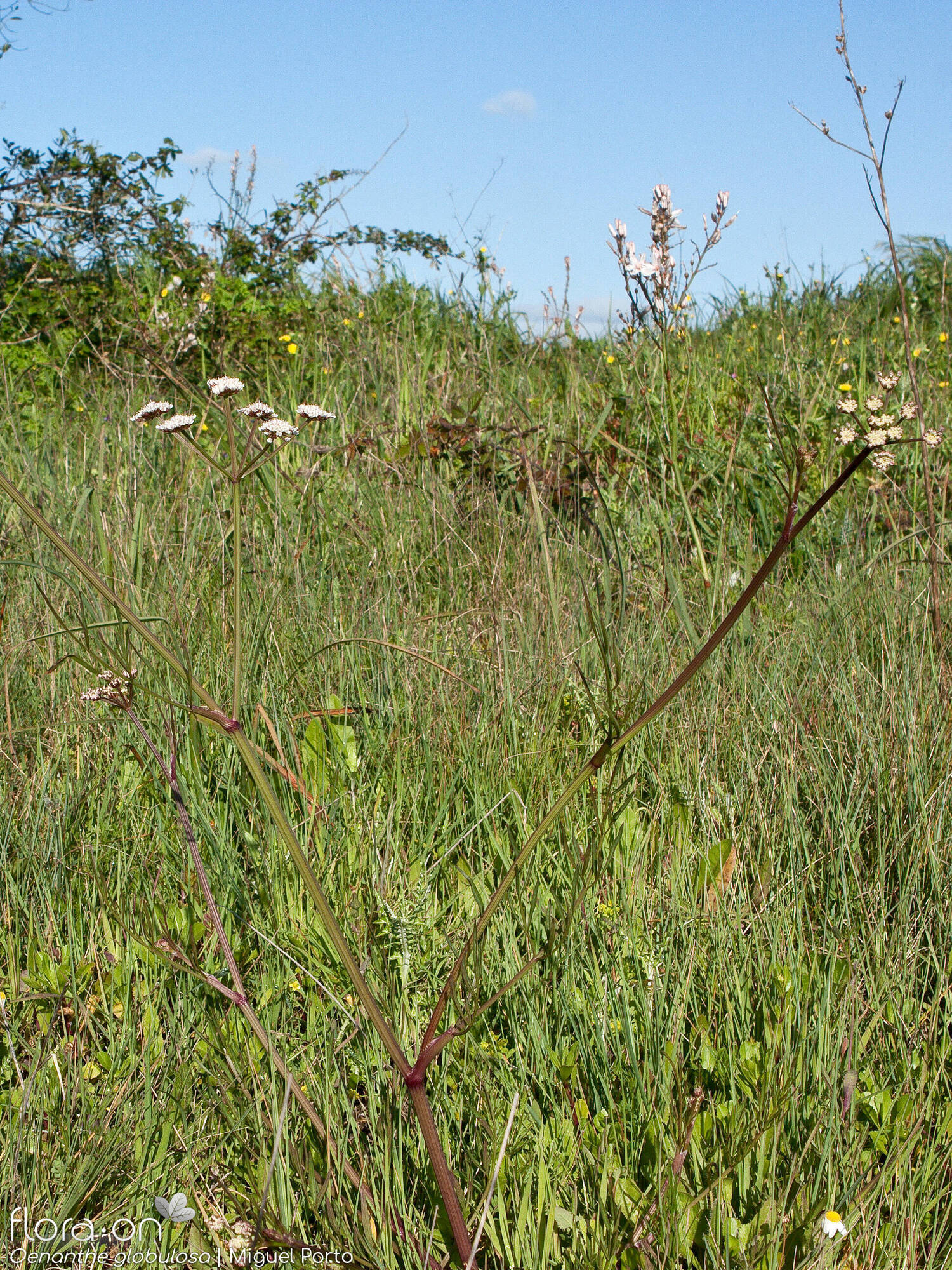 Oenanthe globulosa - Hábito | Miguel Porto; CC BY-NC 4.0