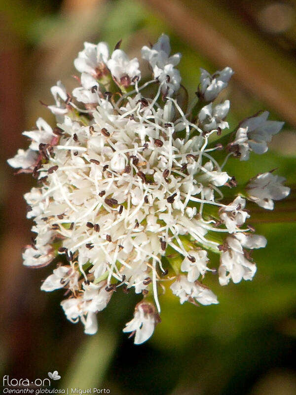 Oenanthe globulosa - Flor (close-up) | Miguel Porto; CC BY-NC 4.0