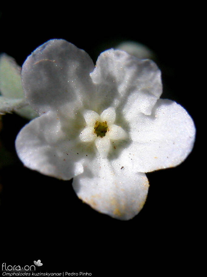 Omphalodes kuzinskyanae - Flor (close-up) | Pedro Pinho; CC BY-NC 4.0