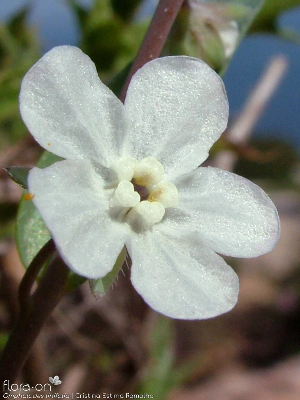 Omphalodes linifolia - Flor (close-up) | Cristina Estima Ramalho; CC BY-NC 4.0