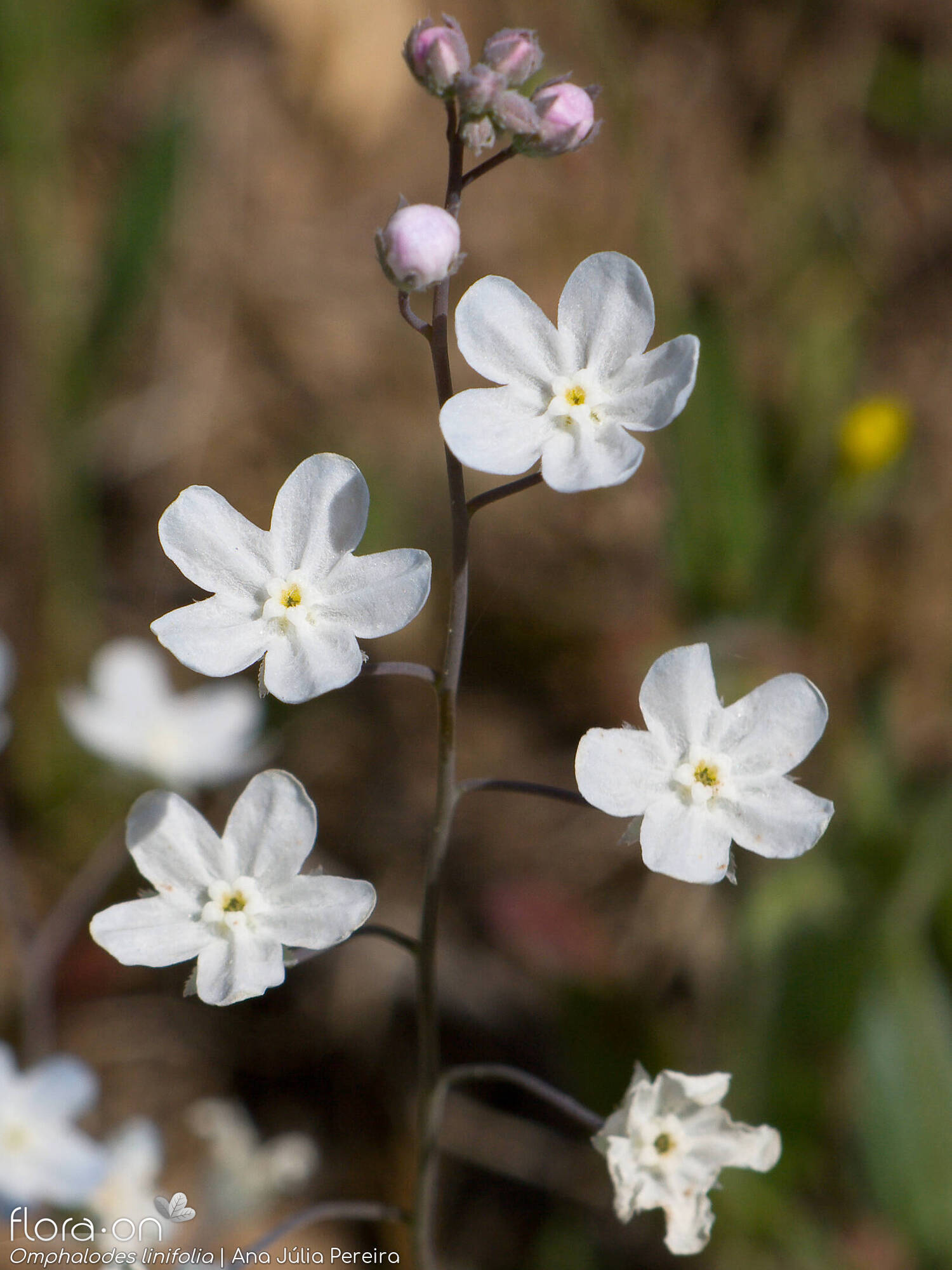 Omphalodes linifolia - Flor (geral) | Ana Júlia Pereira; CC BY-NC 4.0