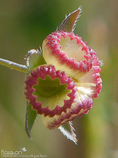 Omphalodes linifolia - Fruto | Miguel Porto; CC BY-NC 4.0