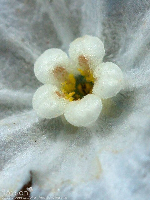 Omphalodes linifolia - Flor (close-up) | Ana Júlia Pereira; CC BY-NC 4.0