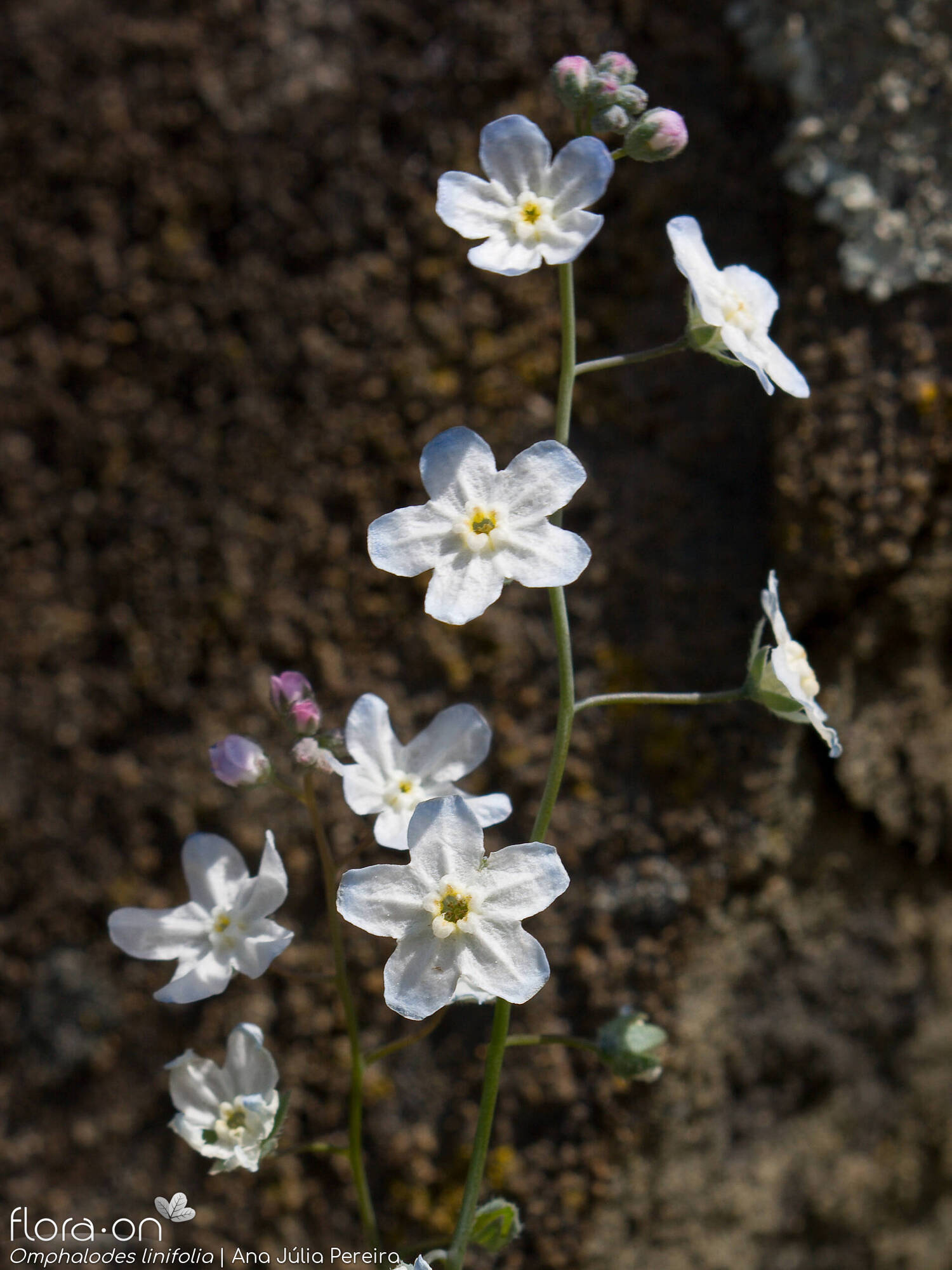 Omphalodes linifolia - Flor (geral) | Ana Júlia Pereira; CC BY-NC 4.0