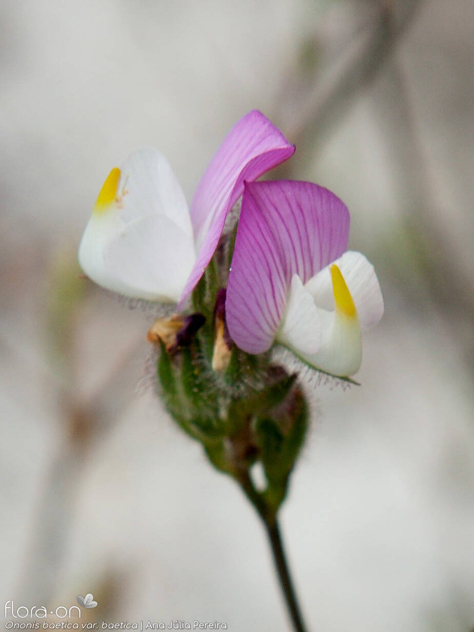 Ononis baetica baetica - Flor (close-up) | Ana Júlia Pereira; CC BY-NC 4.0