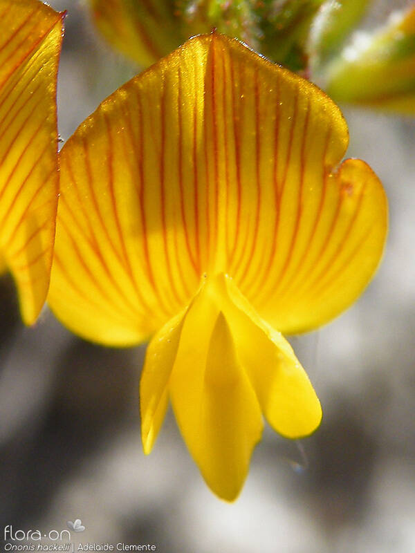 Ononis hackelii - Flor (close-up) | Adelaide Clemente; CC BY-NC 4.0