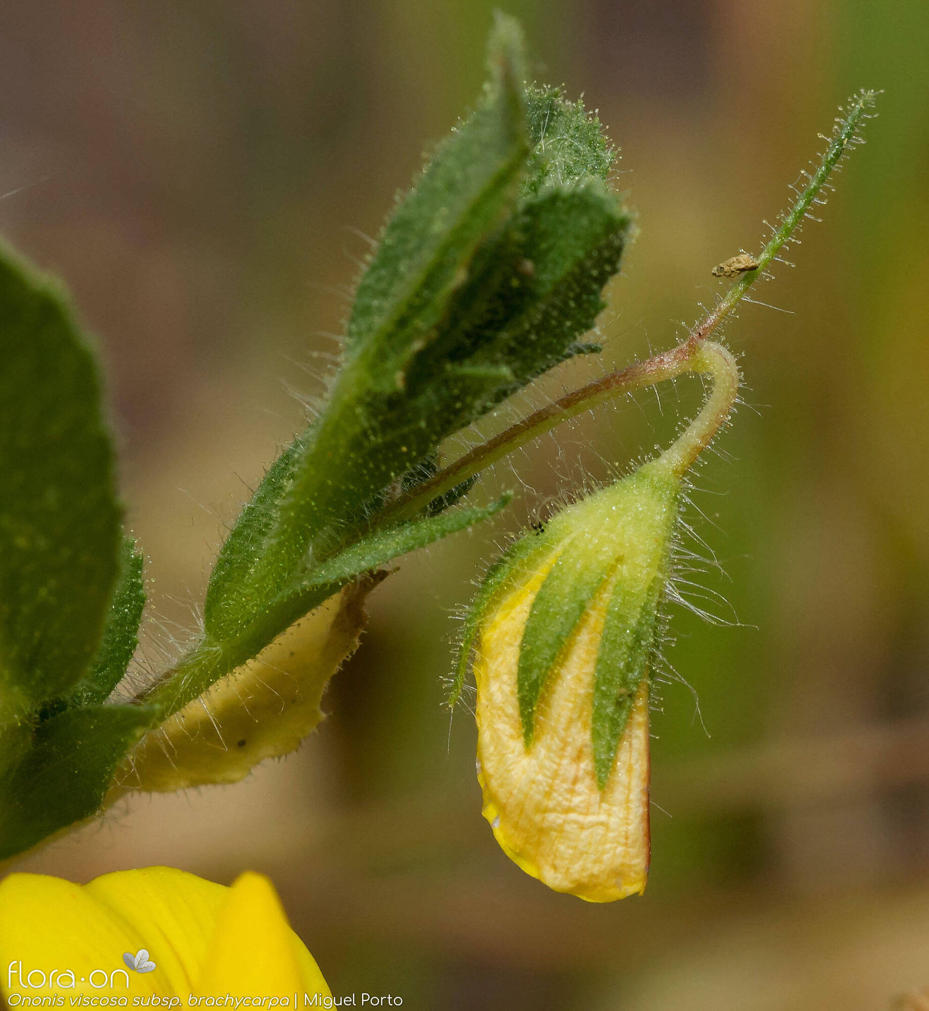 Ononis viscosa - Flor (close-up) | Miguel Porto; CC BY-NC 4.0