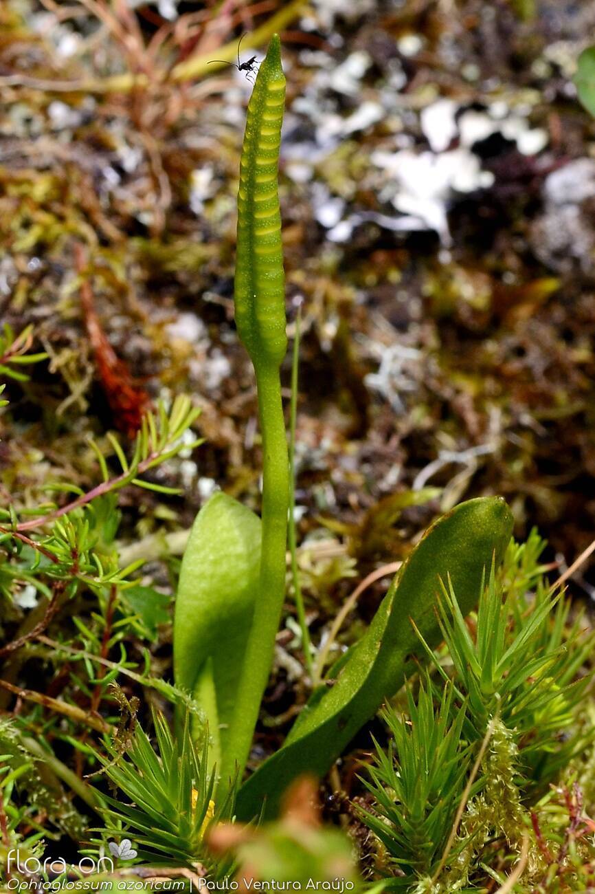 Ophioglossum azoricum - Hábito | Paulo Ventura Araújo; CC BY-NC 4.0