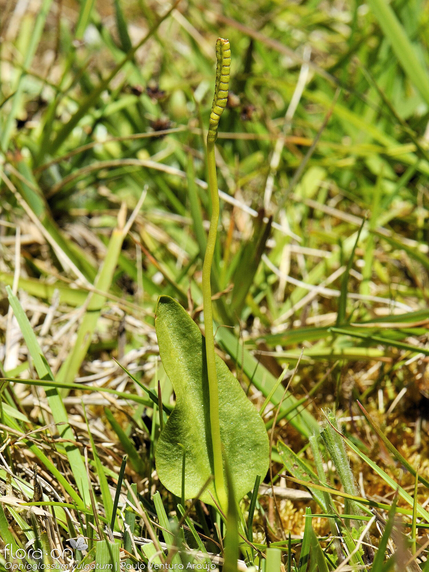 Ophioglossum vulgatum - Hábito | Paulo Ventura Araújo; CC BY-NC 4.0