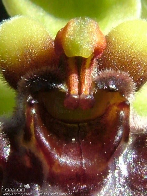 Ophrys bombyliflora - Estruturas reprodutoras | Cristina Estima Ramalho; CC BY-NC 4.0