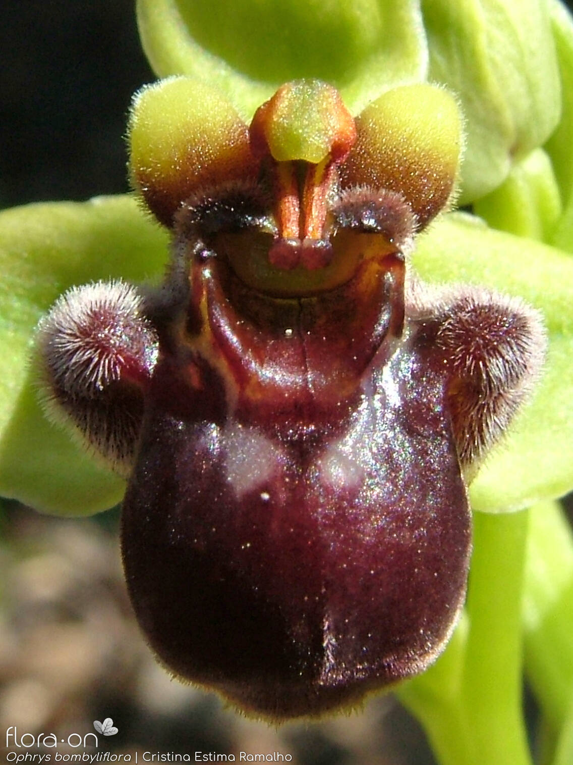 Ophrys bombyliflora - Flor (close-up) | Cristina Estima Ramalho; CC BY-NC 4.0