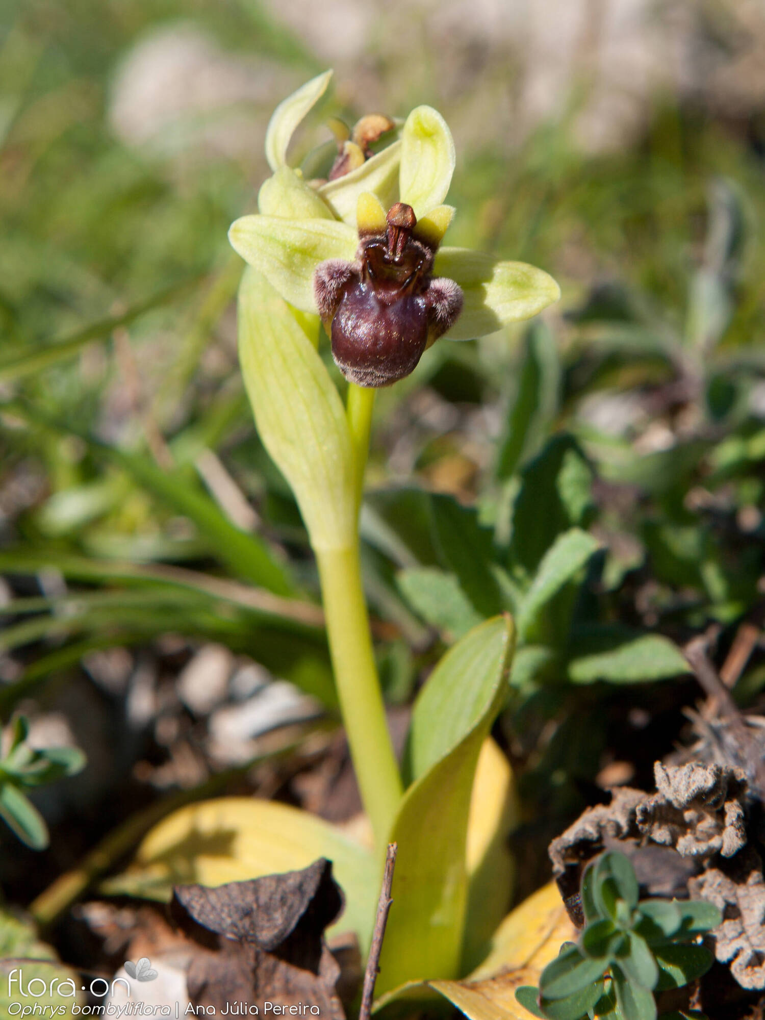 Ophrys bombyliflora - Hábito | Ana Júlia Pereira; CC BY-NC 4.0