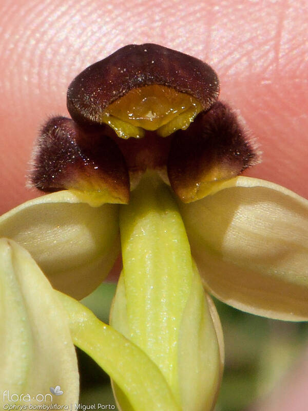 Ophrys bombyliflora - Flor (close-up) | Miguel Porto; CC BY-NC 4.0