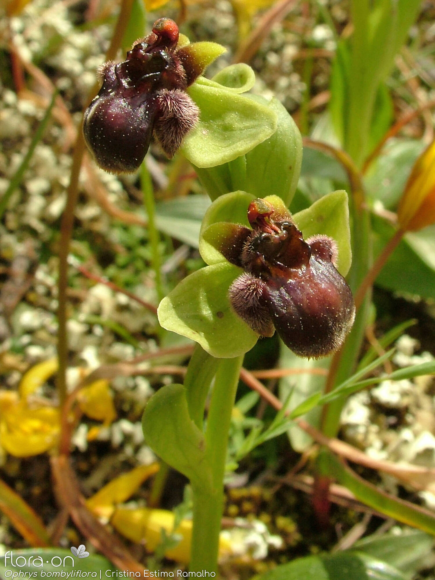Ophrys bombyliflora - Flor (geral) | Cristina Estima Ramalho; CC BY-NC 4.0