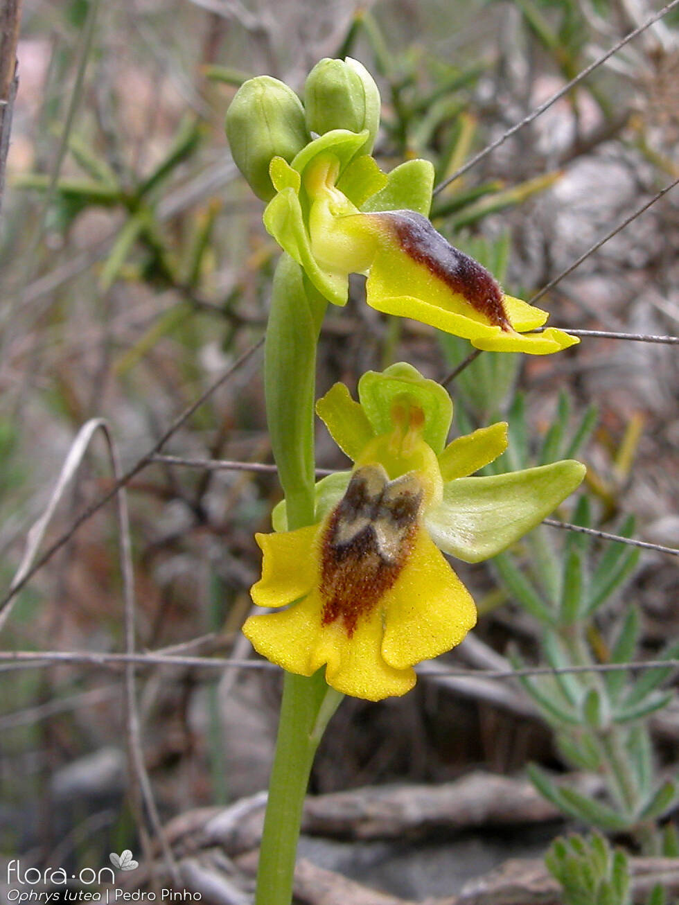 Ophrys lutea - Flor (geral) | Pedro Pinho; CC BY-NC 4.0