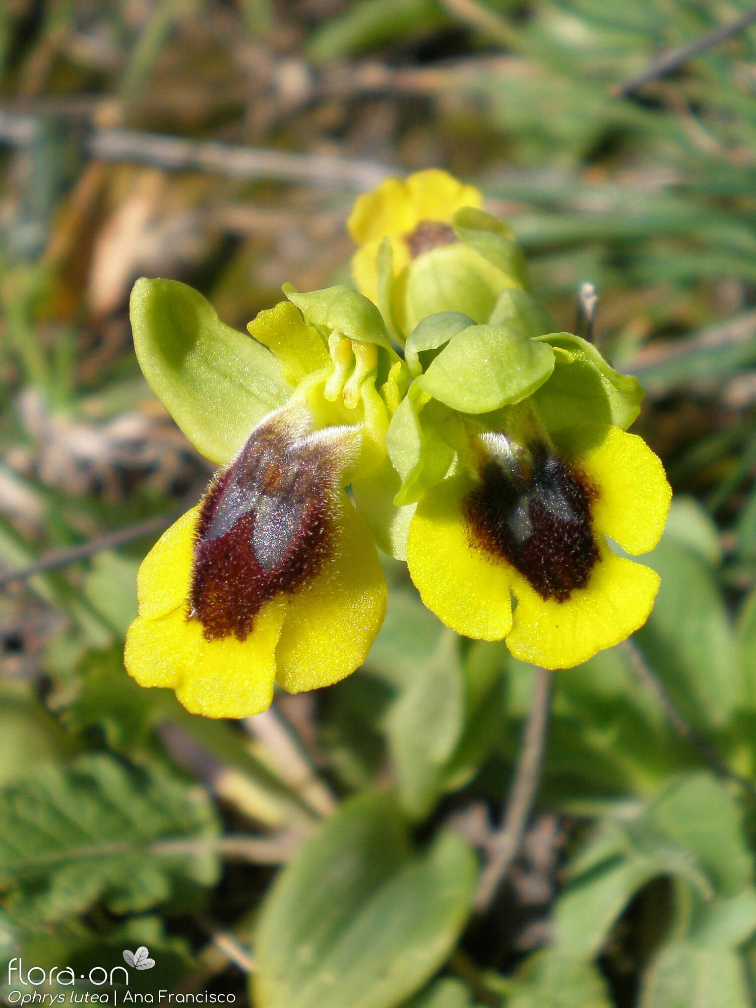 Ophrys lutea - Flor (geral) | Ana Francisco; CC BY-NC 4.0