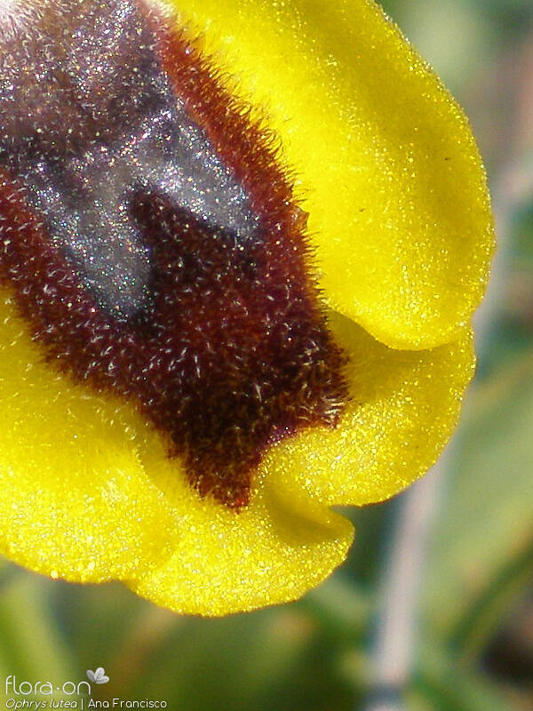 Ophrys lutea - Flor (close-up) | Ana Francisco; CC BY-NC 4.0