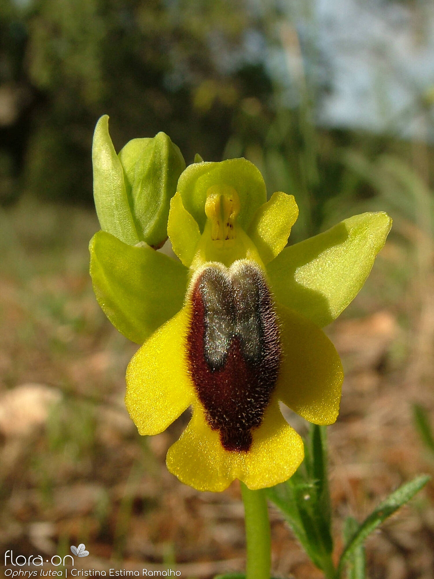 Ophrys lutea - Flor (close-up) | Cristina Estima Ramalho; CC BY-NC 4.0