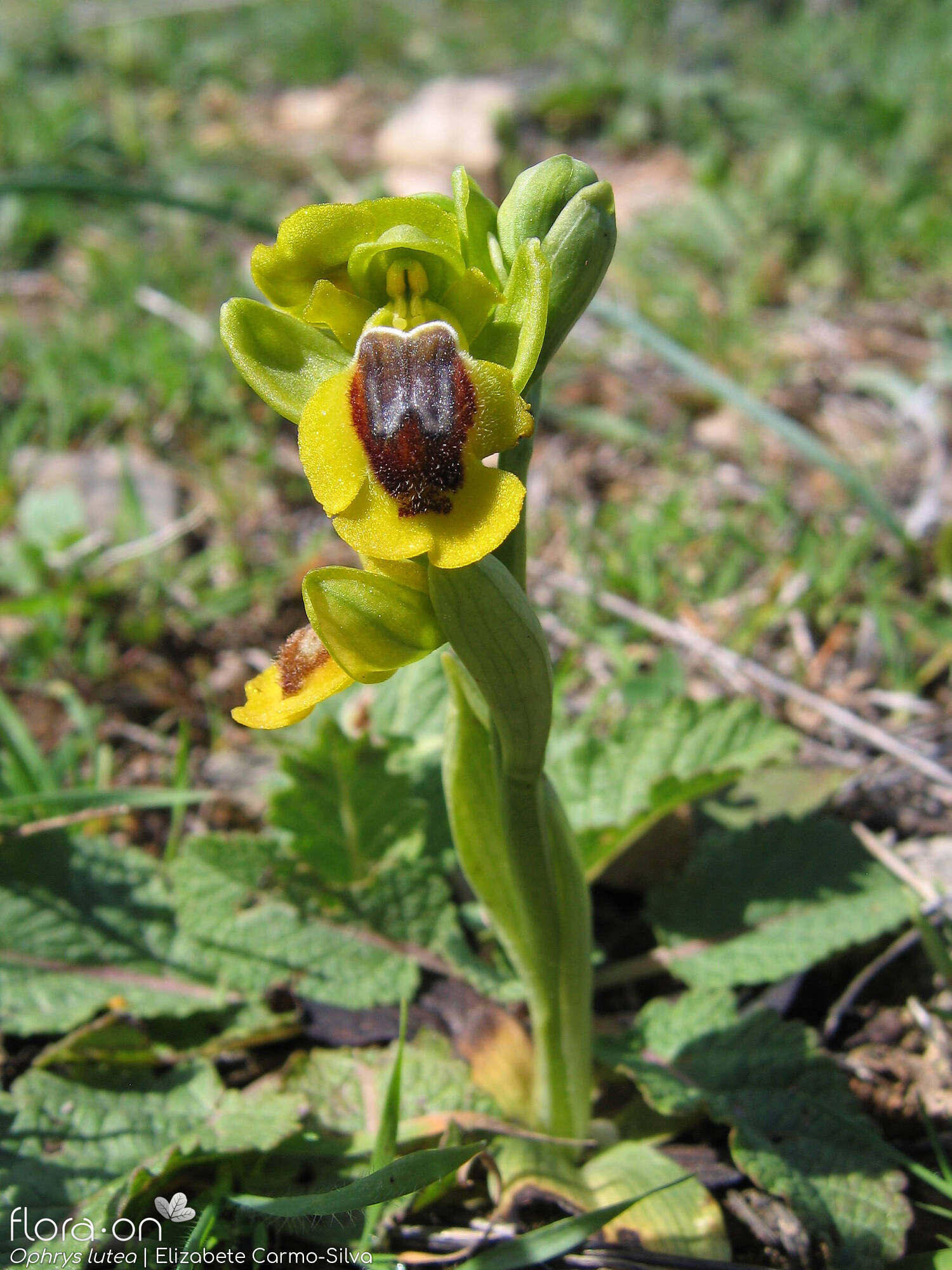 Ophrys lutea - Hábito | Elizabete Carmo-Silva; CC BY-NC 4.0