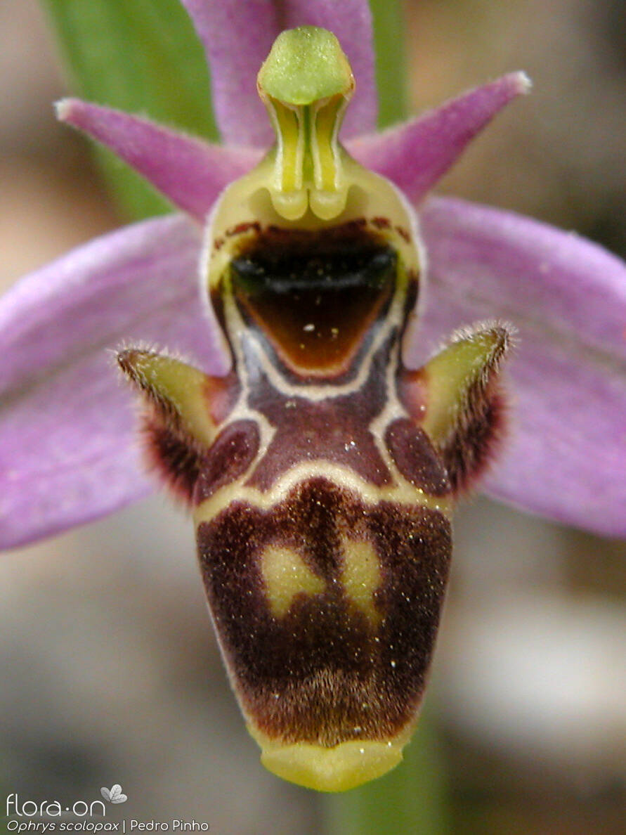 Ophrys scolopax - Flor (close-up) | Pedro Pinho; CC BY-NC 4.0