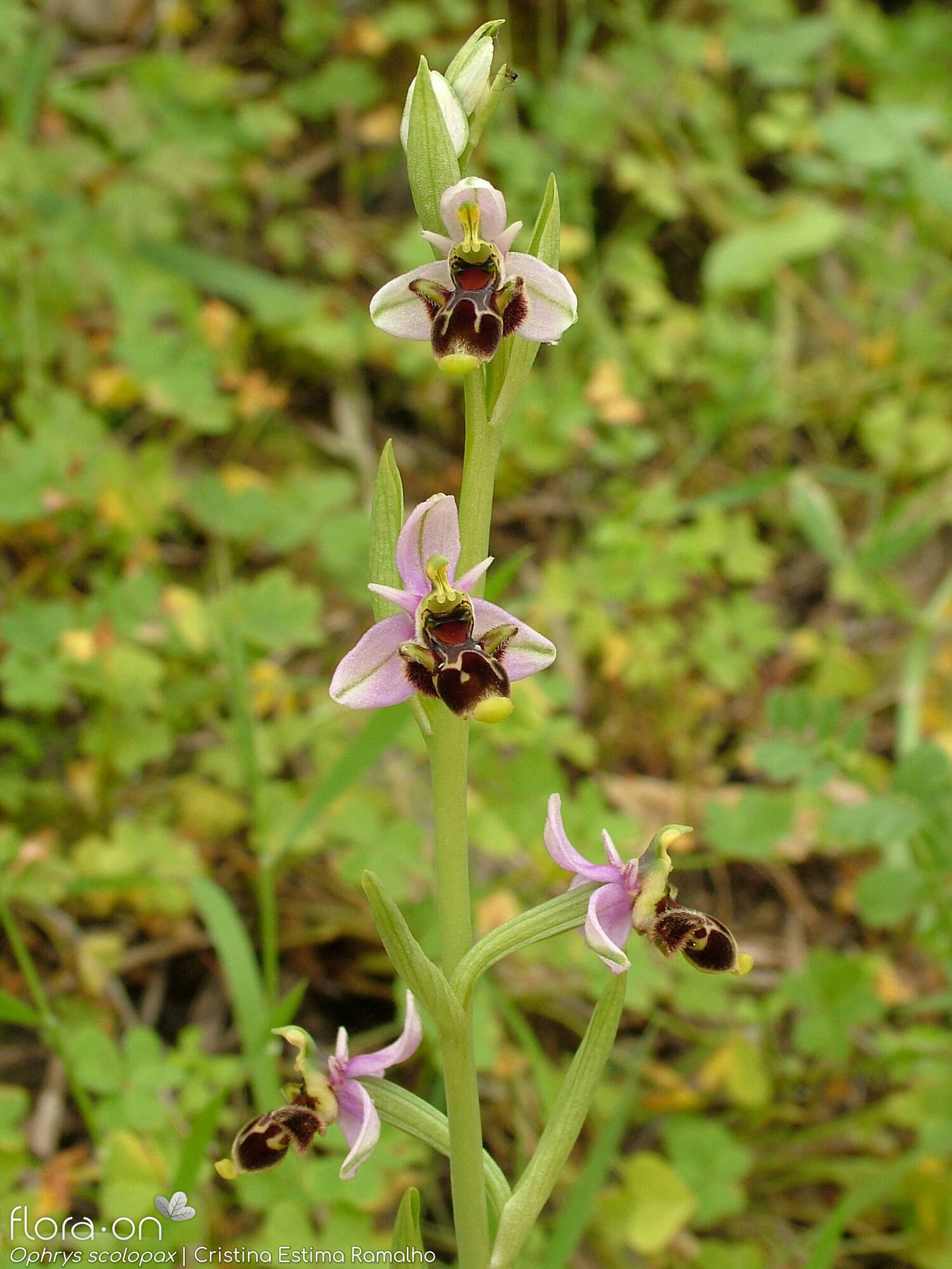 Ophrys scolopax - Flor (geral) | Cristina Estima Ramalho; CC BY-NC 4.0