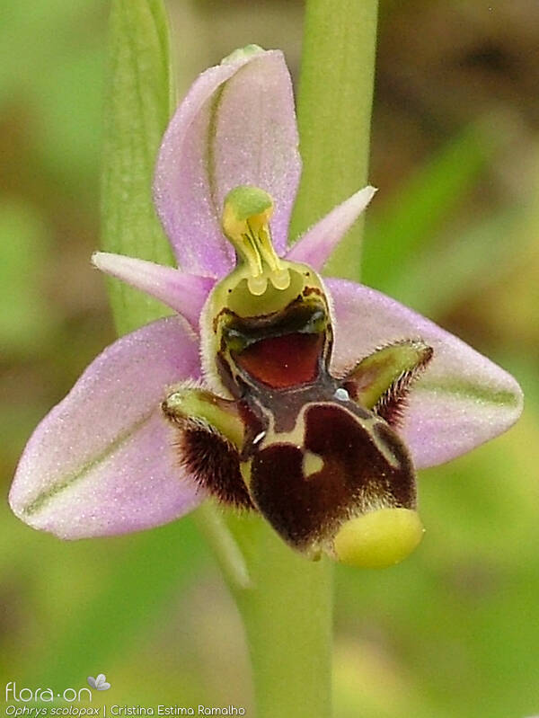 Ophrys scolopax - Flor (close-up) | Cristina Estima Ramalho; CC BY-NC 4.0