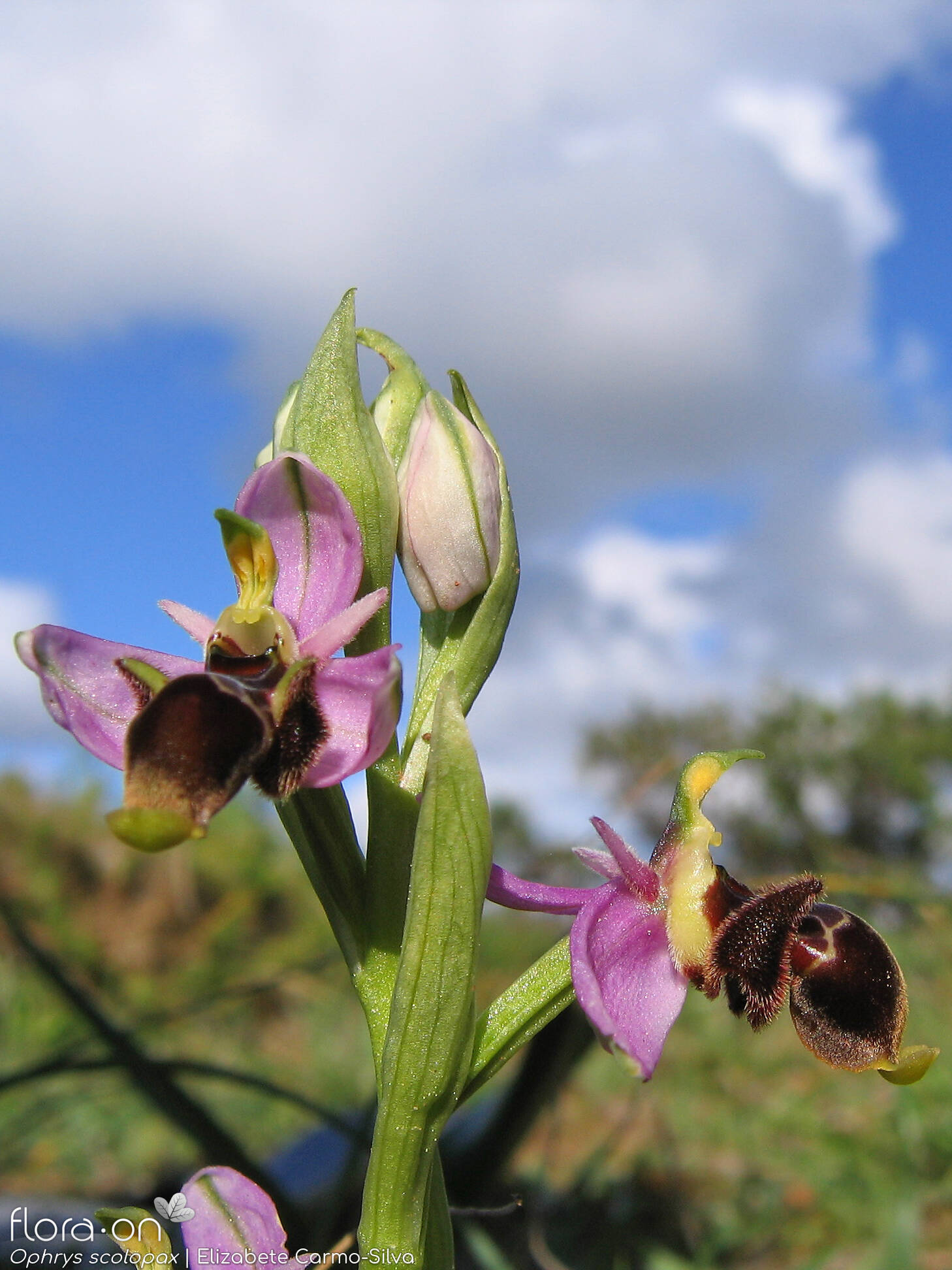Ophrys scolopax - Flor (geral) | Elizabete Carmo-Silva; CC BY-NC 4.0