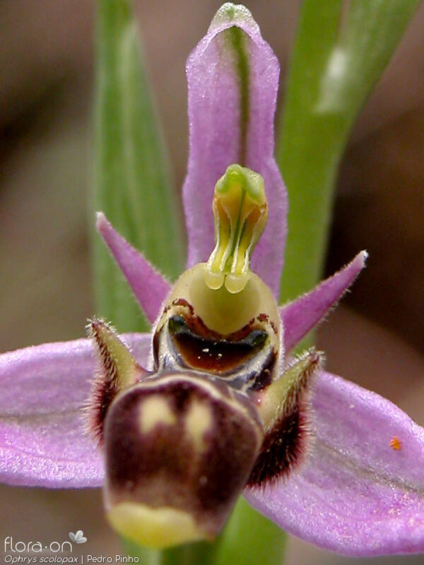 Ophrys scolopax - Flor (close-up) | Pedro Pinho; CC BY-NC 4.0