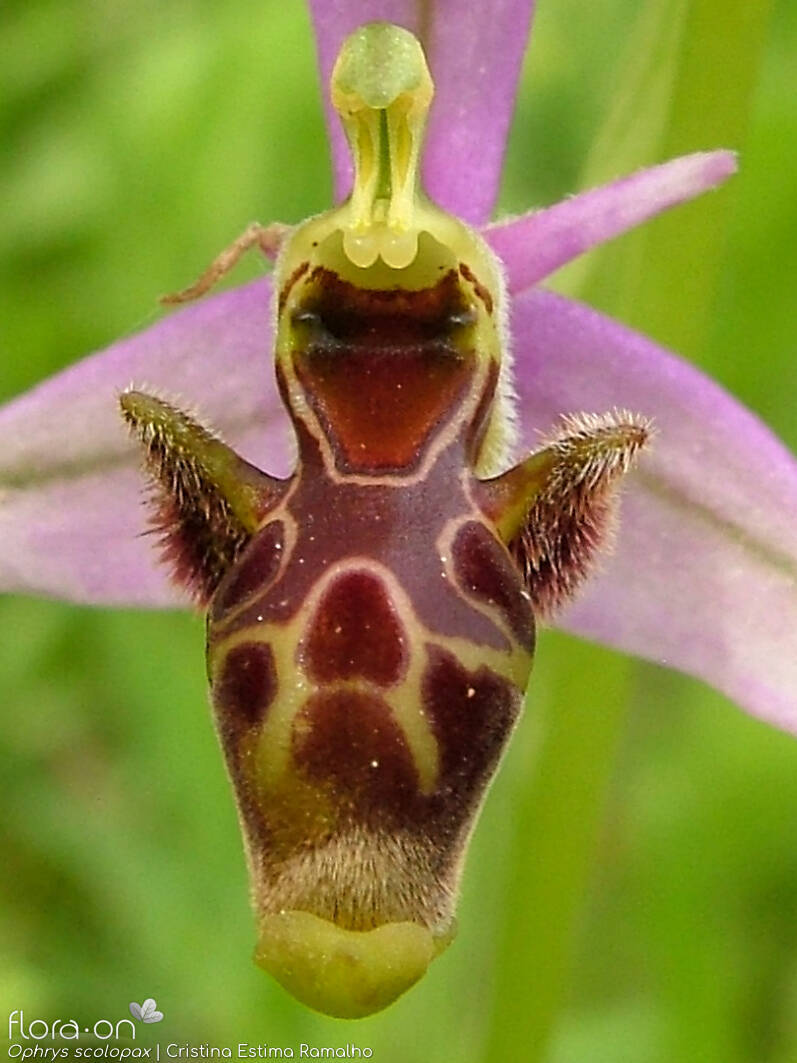 Ophrys scolopax - Flor (close-up) | Cristina Estima Ramalho; CC BY-NC 4.0