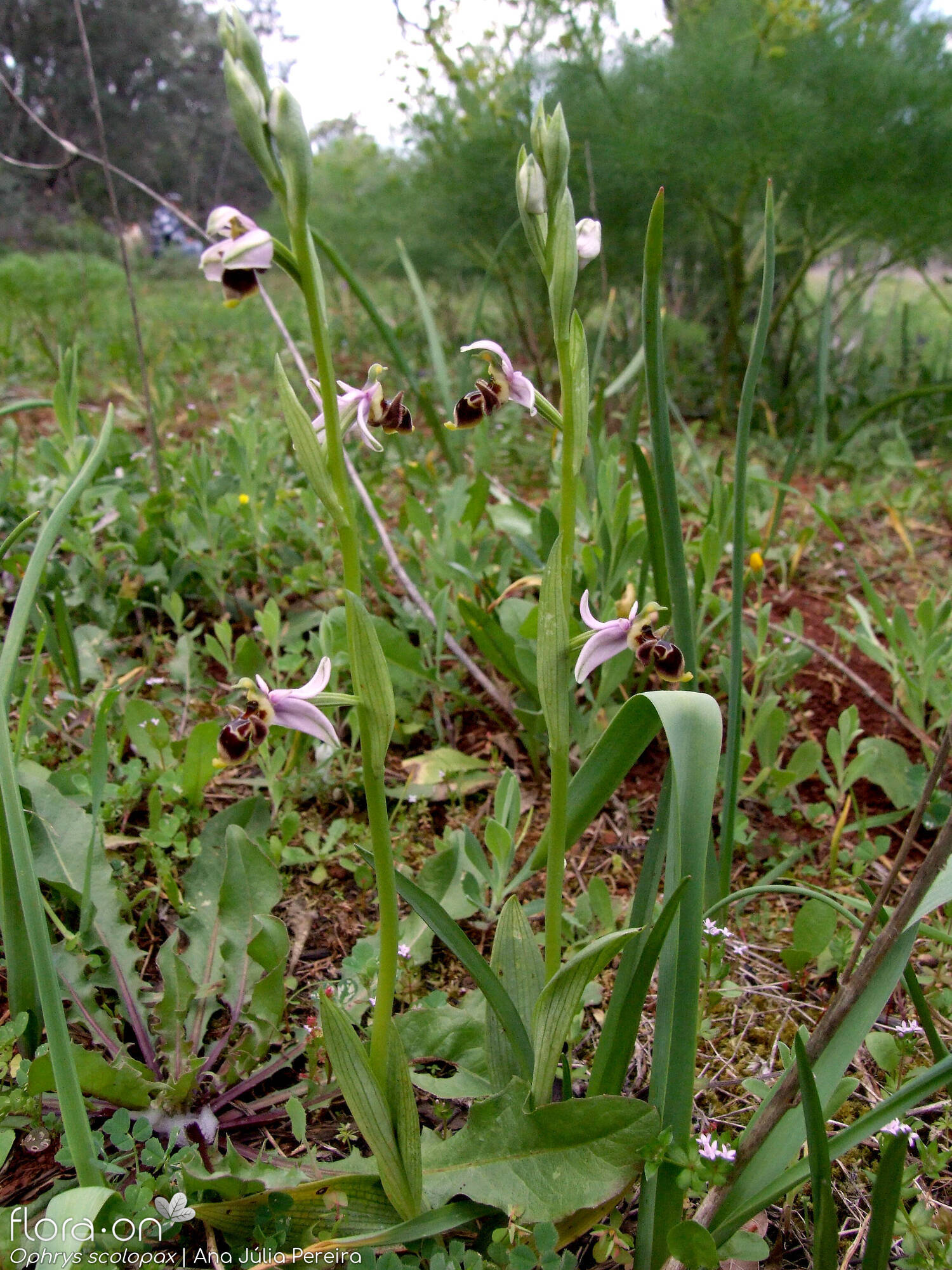 Ophrys scolopax - Hábito | Ana Júlia Pereira; CC BY-NC 4.0