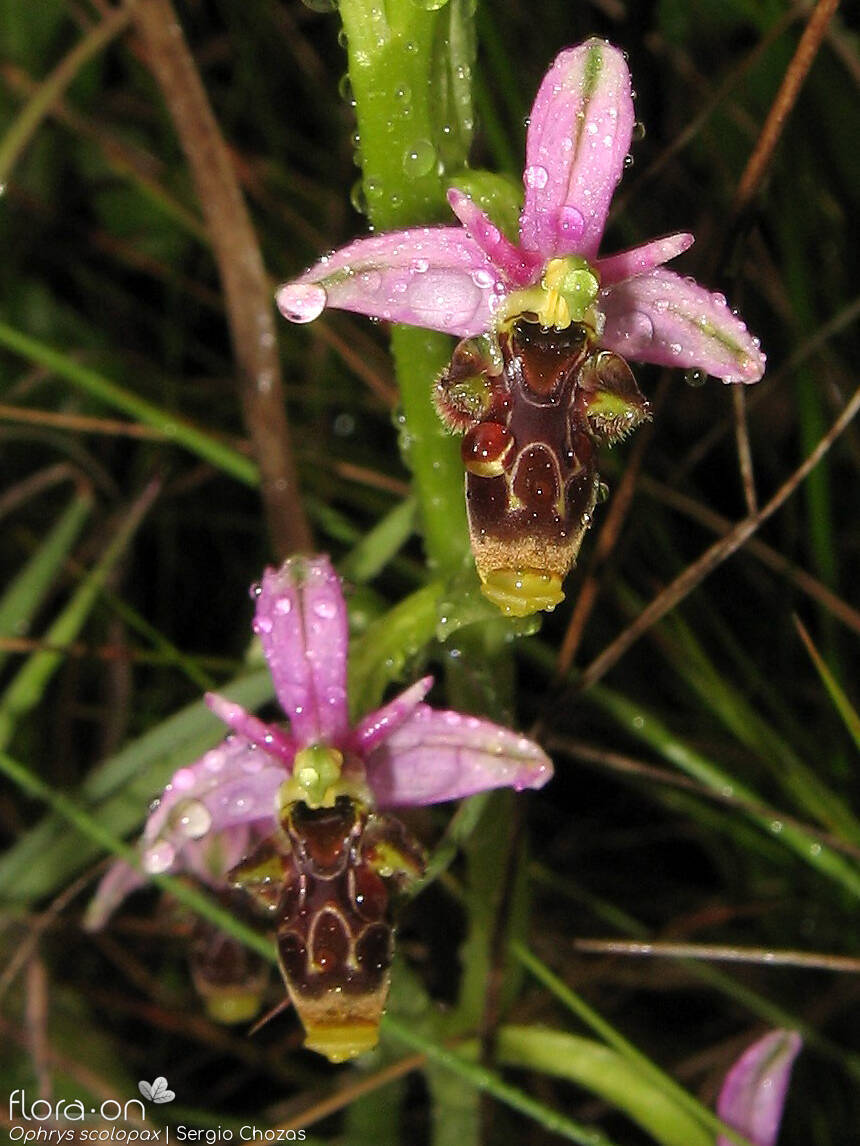 Ophrys scolopax - Flor (geral) | Sergio Chozas; CC BY-NC 4.0
