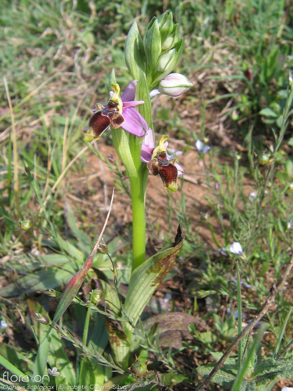 Ophrys scolopax - Hábito | Elizabete Carmo-Silva; CC BY-NC 4.0