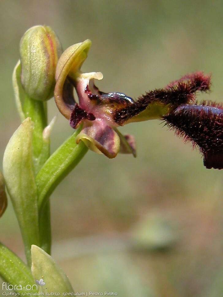 Ophrys speculum - Flor (close-up) | Pedro Pinho; CC BY-NC 4.0