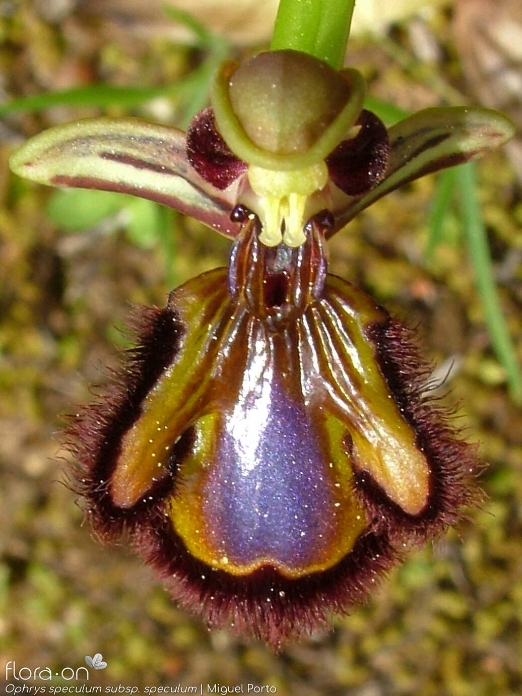 Ophrys speculum - Flor (close-up) | Miguel Porto; CC BY-NC 4.0