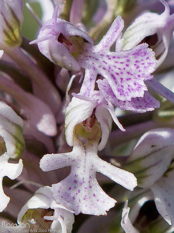 Orchis conica - Flor (close-up) | Ana Júlia Pereira; CC BY-NC 4.0