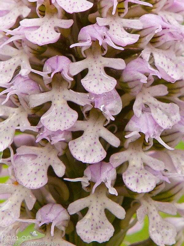Orchis conica - Flor (close-up) | Miguel Porto; CC BY-NC 4.0