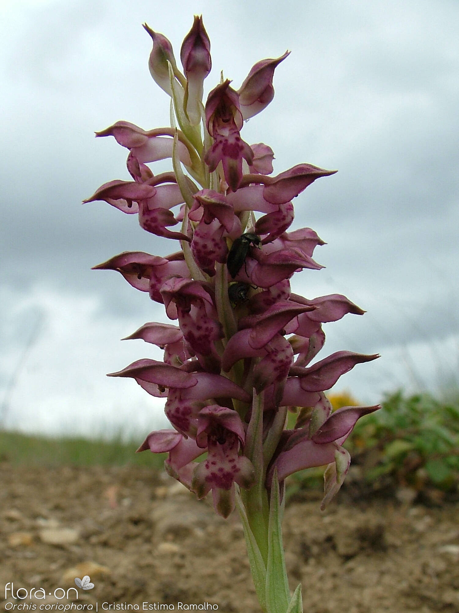 Orchis coriophora - Flor (geral) | Cristina Estima Ramalho; CC BY-NC 4.0