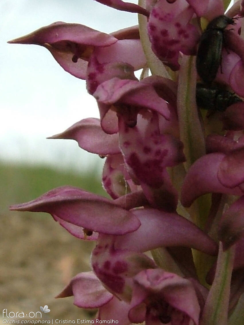 Orchis coriophora - Flor (close-up) | Cristina Estima Ramalho; CC BY-NC 4.0