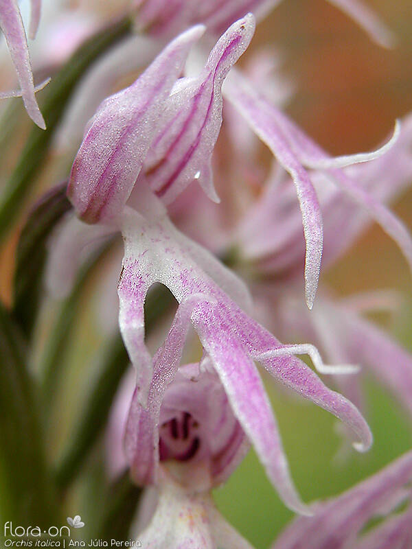 Orchis italica - Flor (close-up) | Ana Júlia Pereira; CC BY-NC 4.0