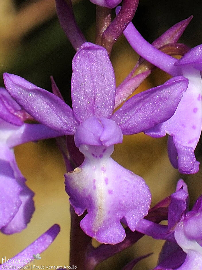 Orchis langei - Flor (close-up) | Paulo Ventura Araújo; CC BY-NC 4.0
