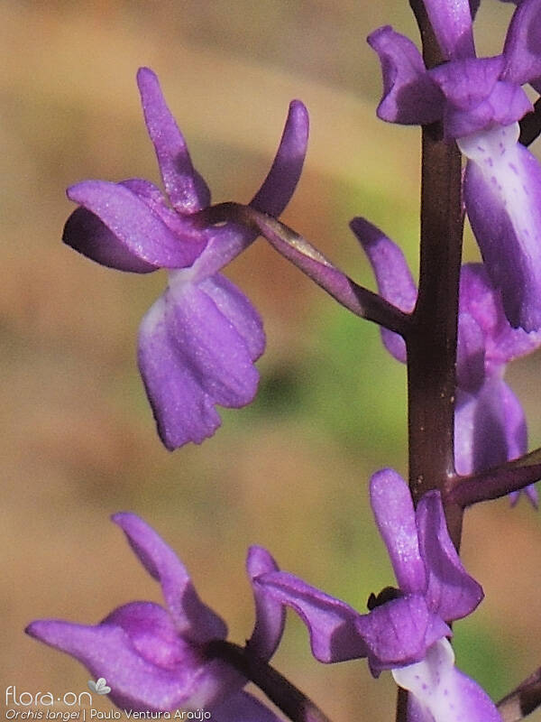 Orchis langei - Flor (close-up) | Paulo Ventura Araújo; CC BY-NC 4.0