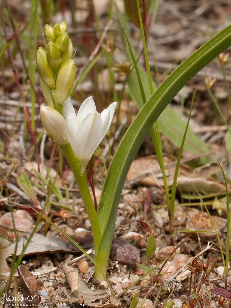 Ornithogalum broteroi - Flor (geral) | Miguel Porto; CC BY-NC 4.0