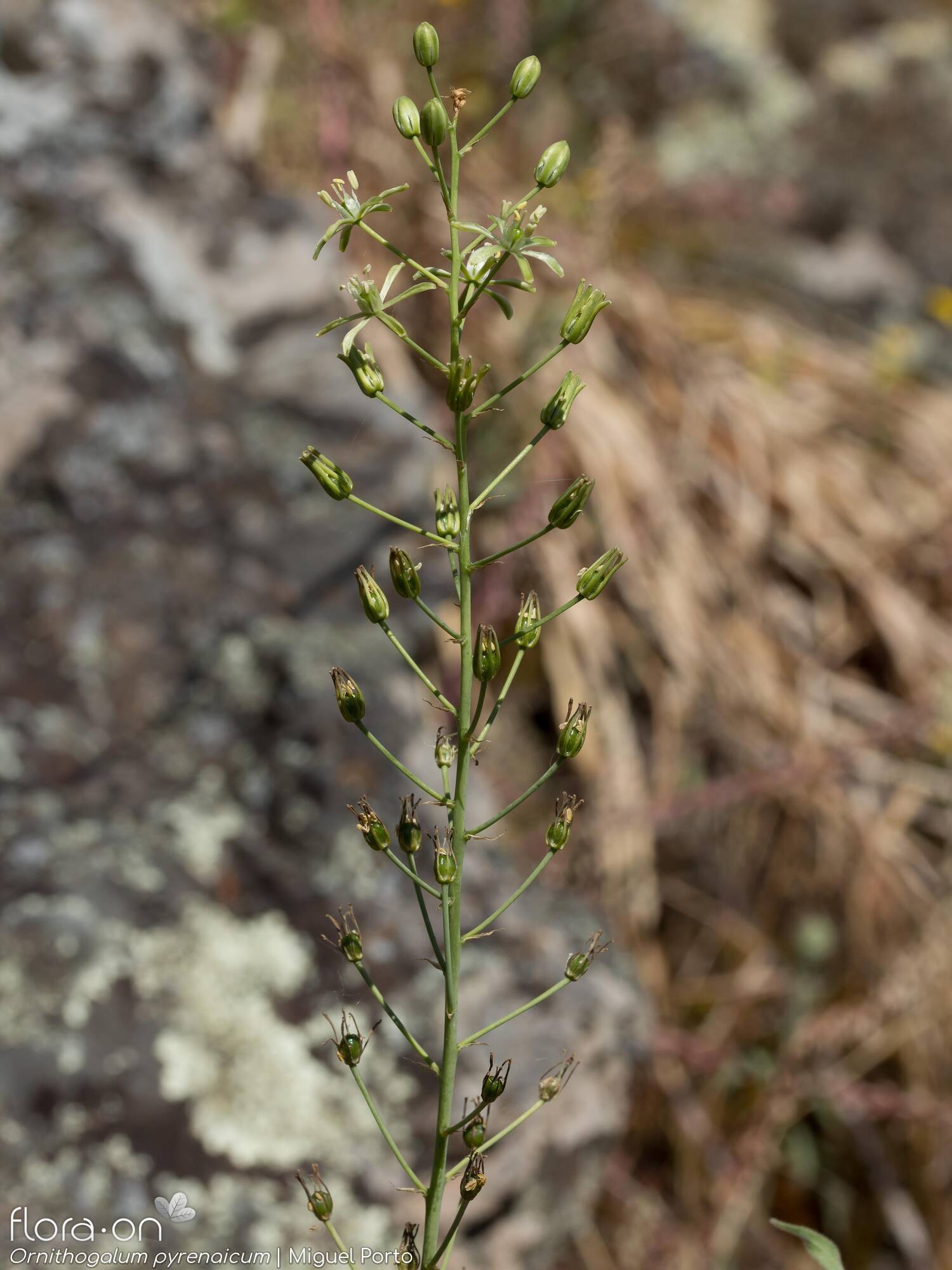 Ornithogalum pyrenaicum - Flor (geral) | Miguel Porto; CC BY-NC 4.0