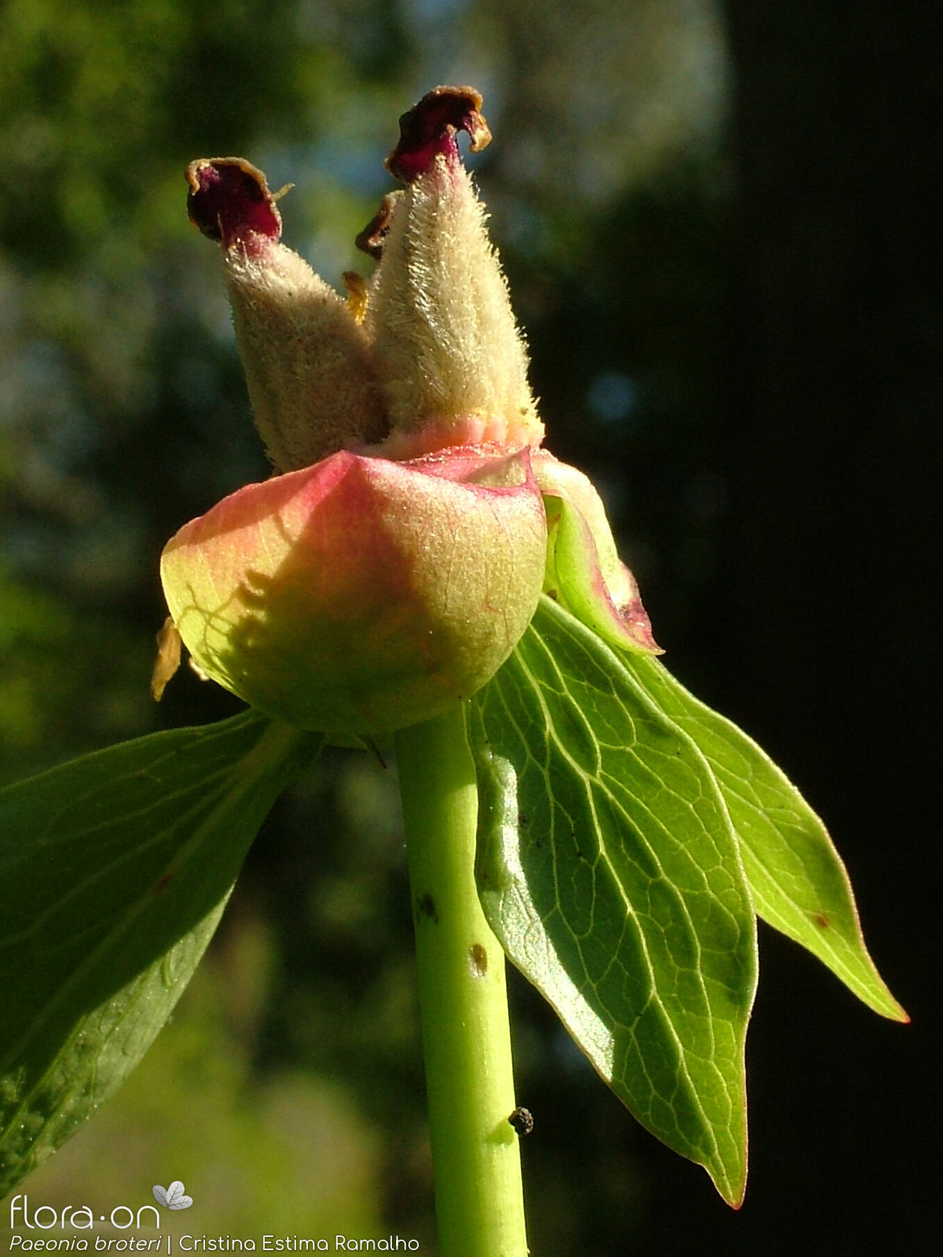 Paeonia broteri - Fruto | Cristina Estima Ramalho; CC BY-NC 4.0