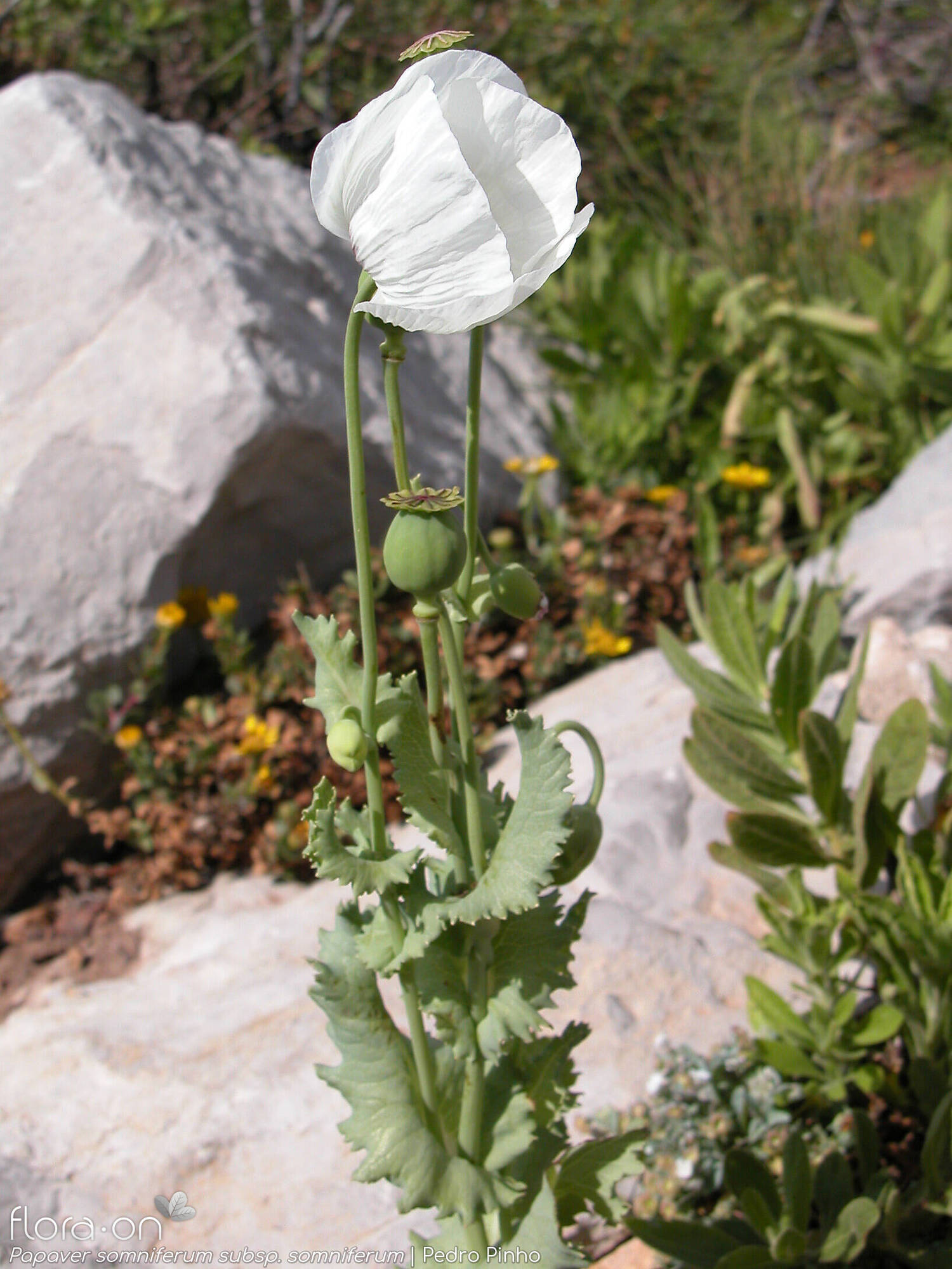 Papaver-somniferum-somniferum_ori_ZO8d.jpg