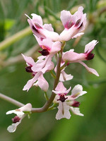 Papaveraceae