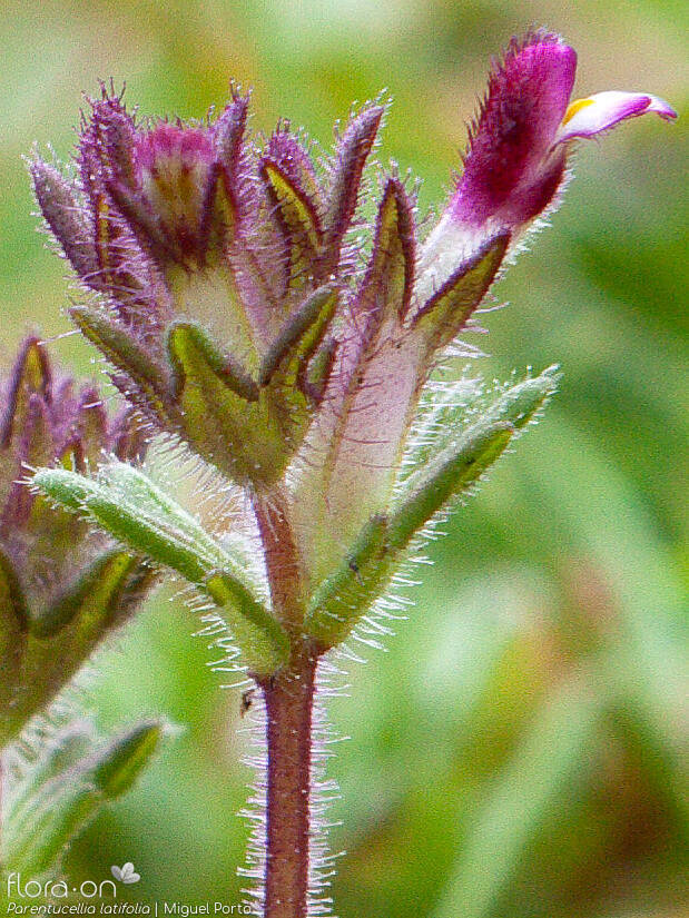 Parentucellia latifolia - Flor (close-up) | Miguel Porto; CC BY-NC 4.0
